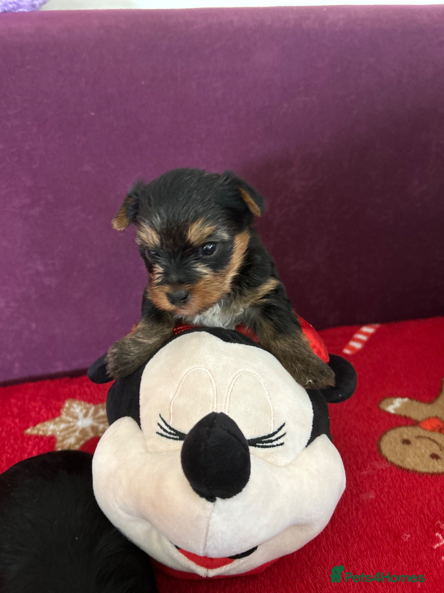 Yorkshire Terrier dogs for sale: Yorkshire Terrier puppiers - Advert 4