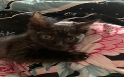 Mixed Breed cats for sale: Ragdoll sphynx mixed kittens ready now  - Image 5