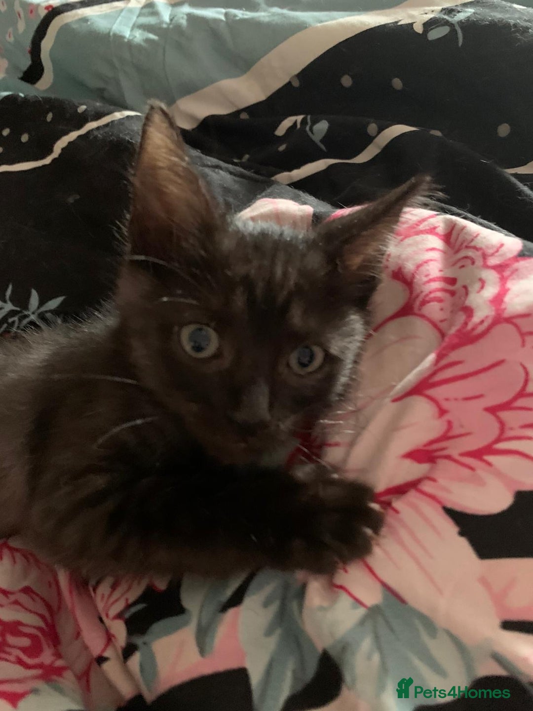 Mixed Breed cats for sale: Ragdoll sphynx mixed kittens ready now  - Image 5