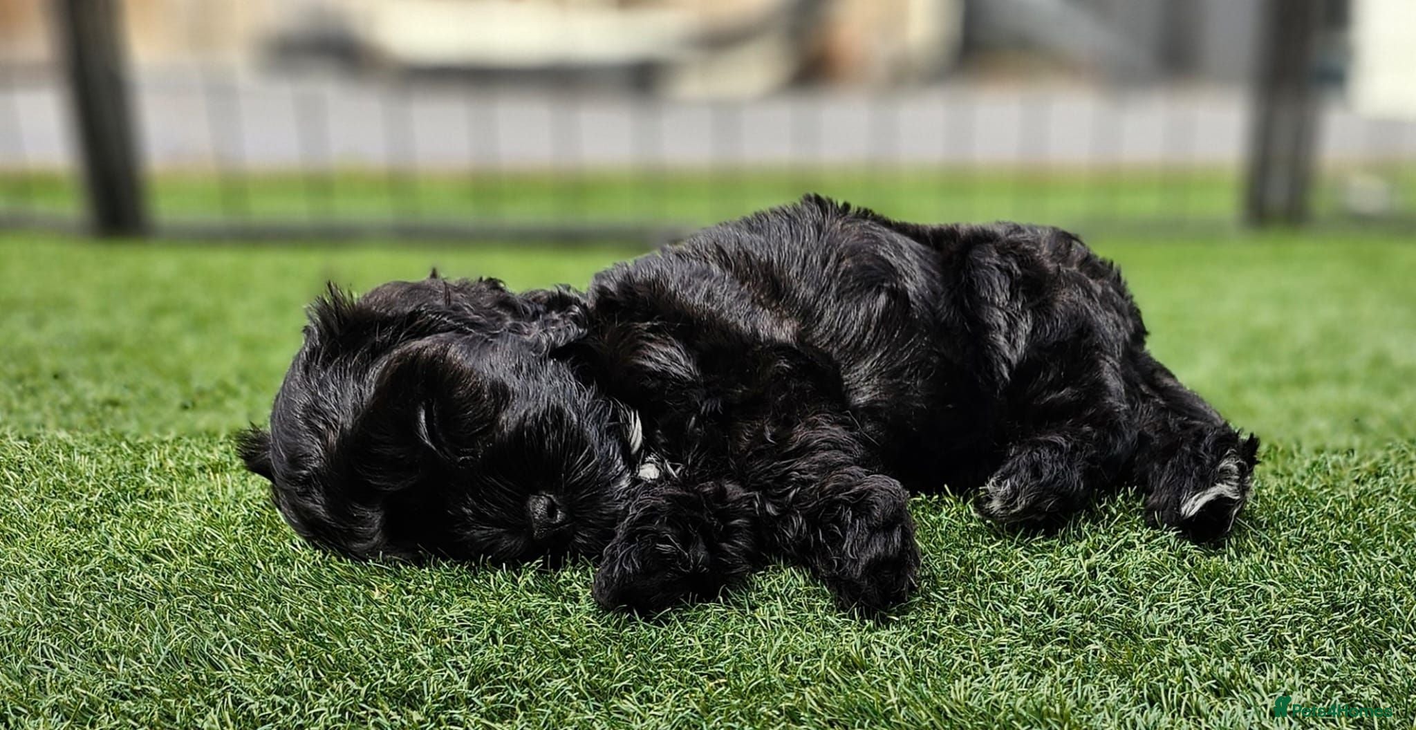 Cockapoo dogs Just 1 little girl left. Come see the cuteness! - Advert 1