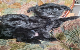 Mixed Breed dogs for sale: BUDDYBEAR - Image 7