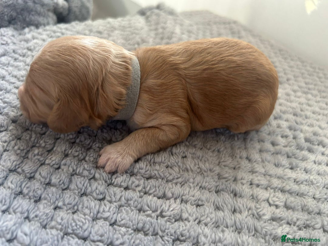 Mixed Breed dogs for sale: Apricot Cockapoo puppies ready to leave 6th march  - Advert 13