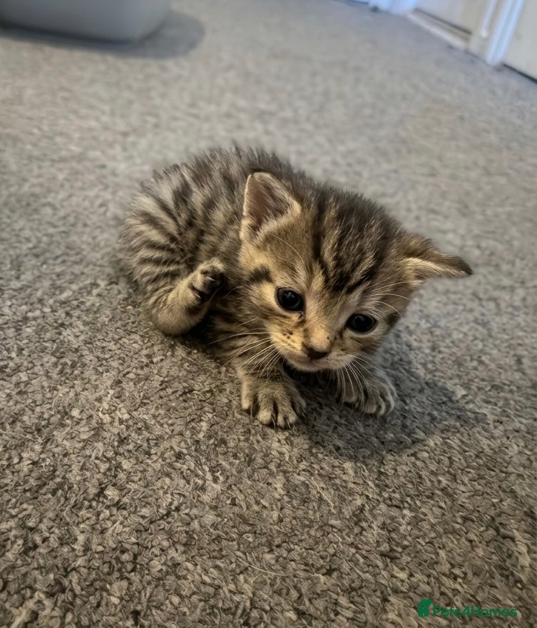 Mixed Breed cats Stunning Mixed Breed Kittens – Ready June 23rd🐾🐾 - Advert 11