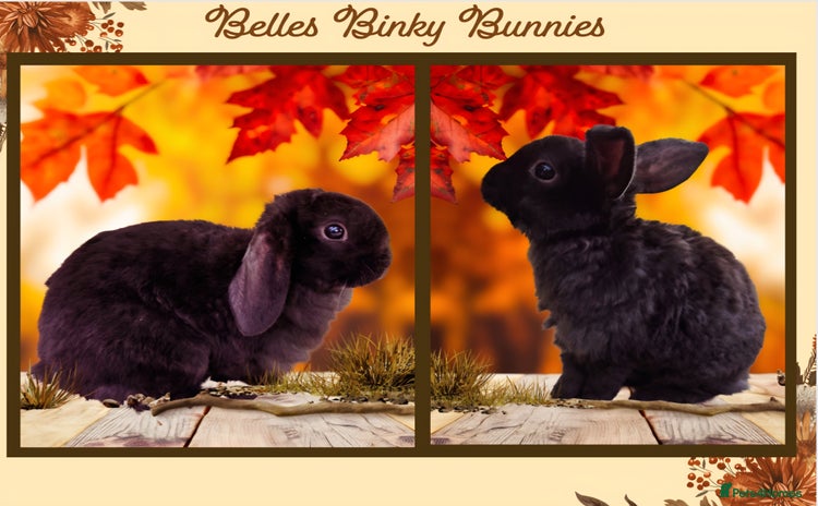 Mini Lop rabbits - Advert 4