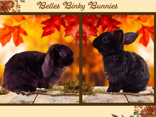 Mini Lop rabbits - Advert 8