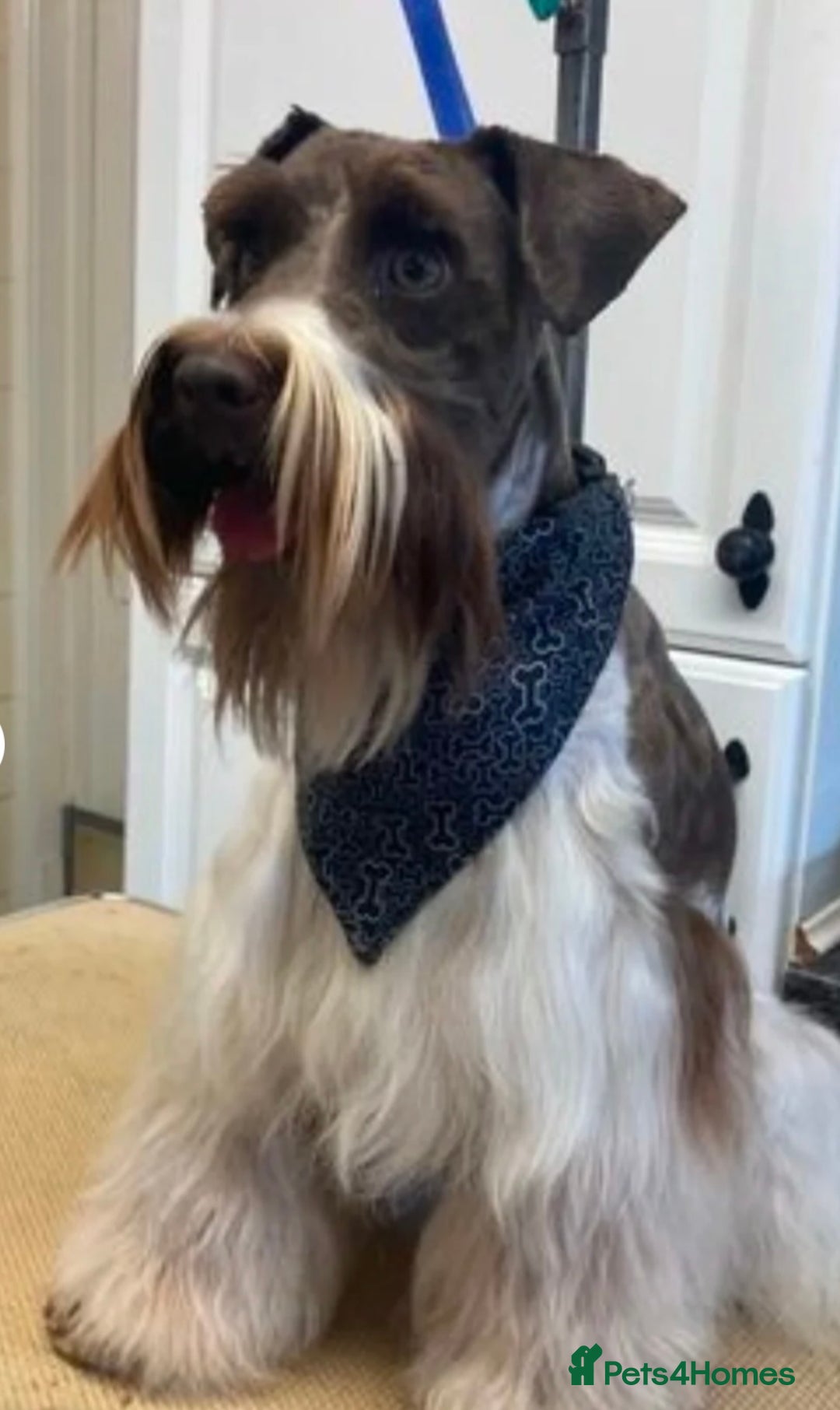 Miniature Schnauzer dogs for sale: Top Quality, health tested Mini Schnauzer pups - Image 6