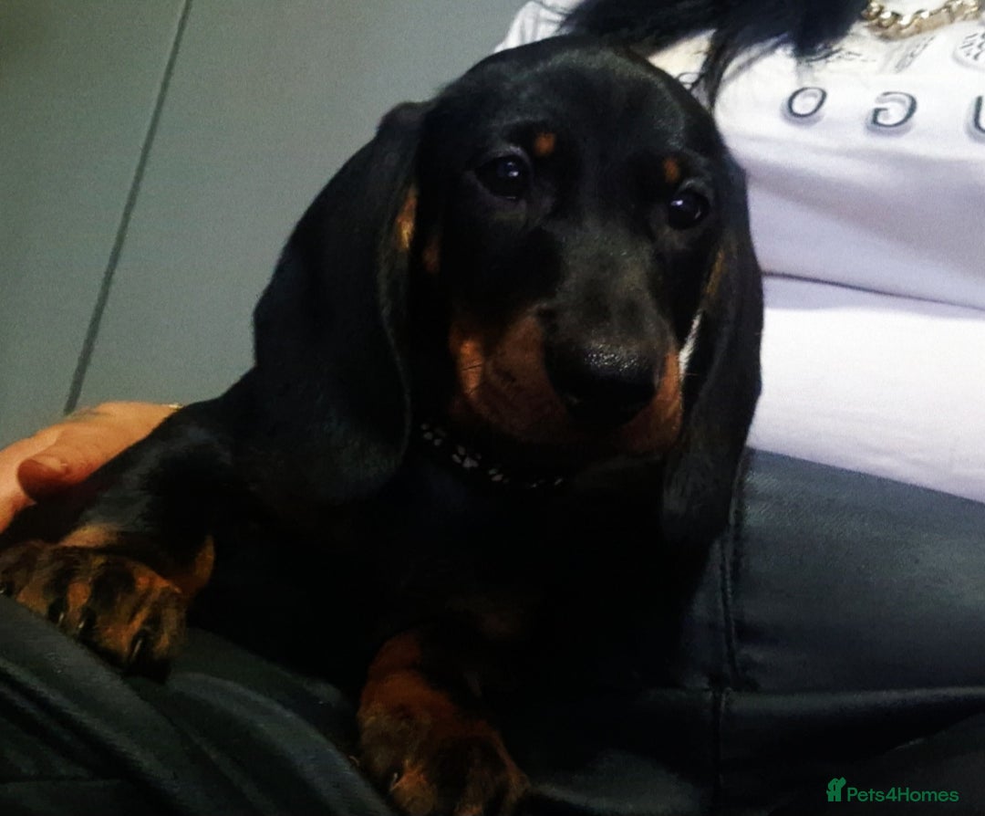 Dachshund dogs for sale: Dachshund puppys  - Image 6