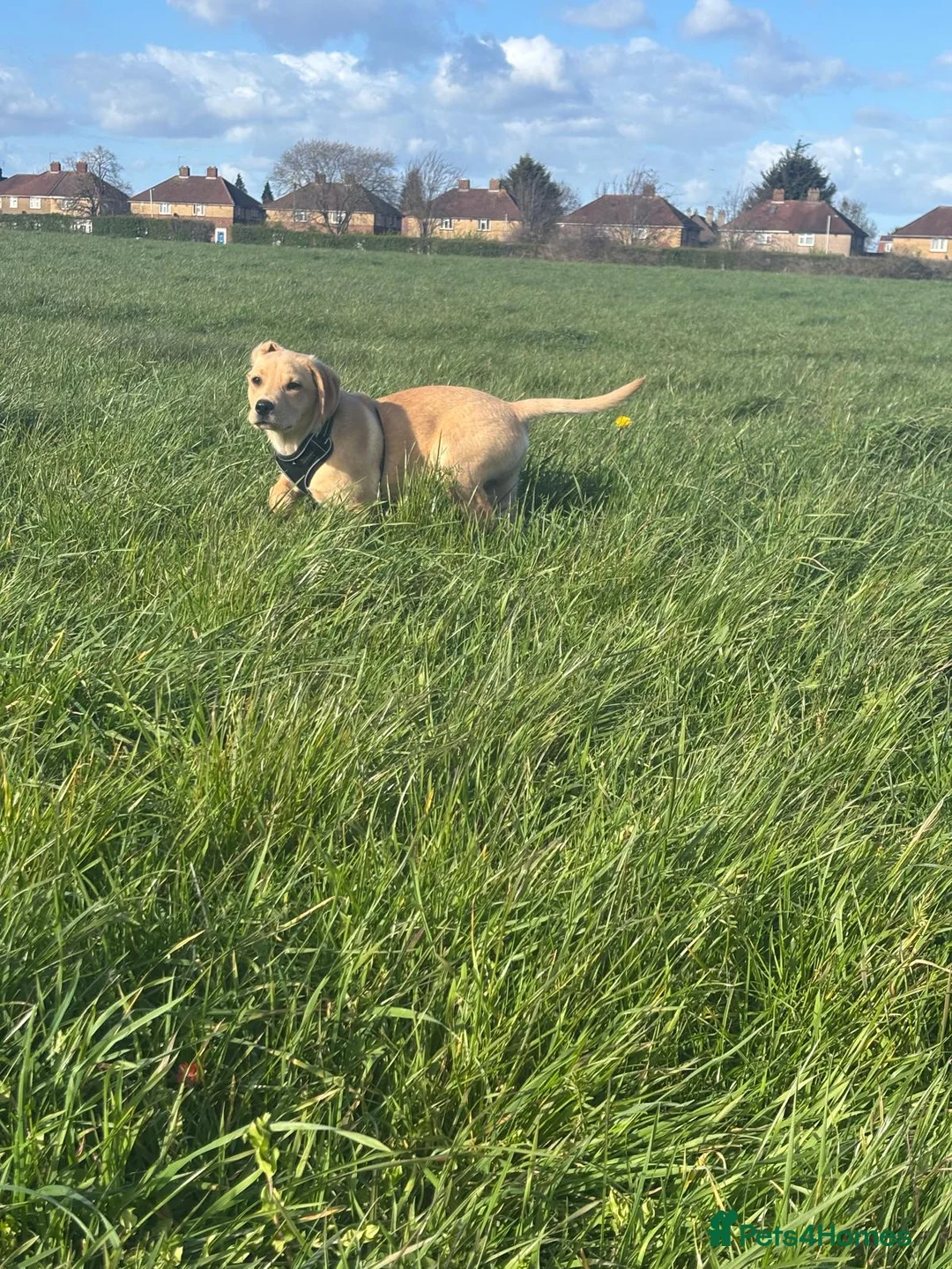 Labrador Retriever dogs for sale: 6 month old labrador  in Hayes - Advert 5