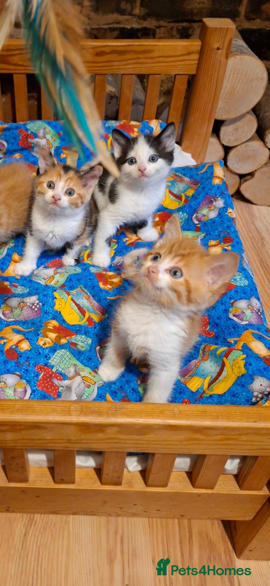 Mixed Breed cats Kitten  - Advert 2
