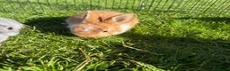 Dwarf Lop rabbits for sale: Beautiful and friendly babies - Advert 32
