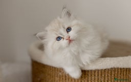 Ragdoll cats for sale: Amazing Ragdoll kittens - Image 22