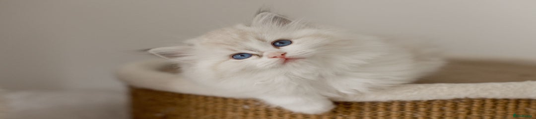 Ragdoll Kitten 6