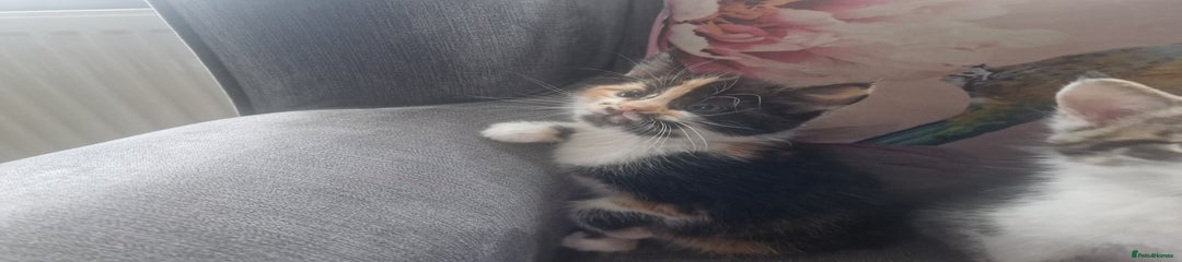 Mixed Breed Kitten 5