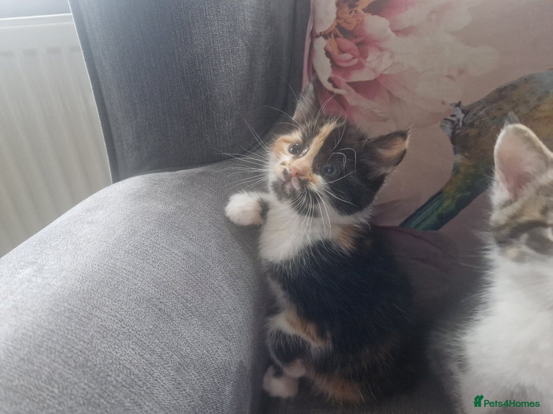 Mixed Breed cats for sale: 5 beautiful kittens 4 female 1 male - Image 5