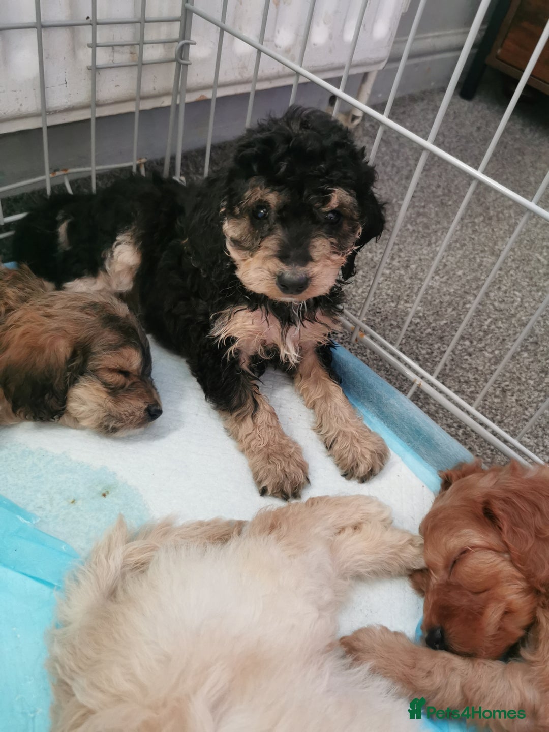 Cockapoo dogs for sale: Amazing cockapoo  - Advert 3