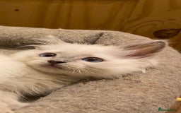 Ragdoll cats for stud: Active gccf stud chocolate carrier seal point  in Grantham - Image 10