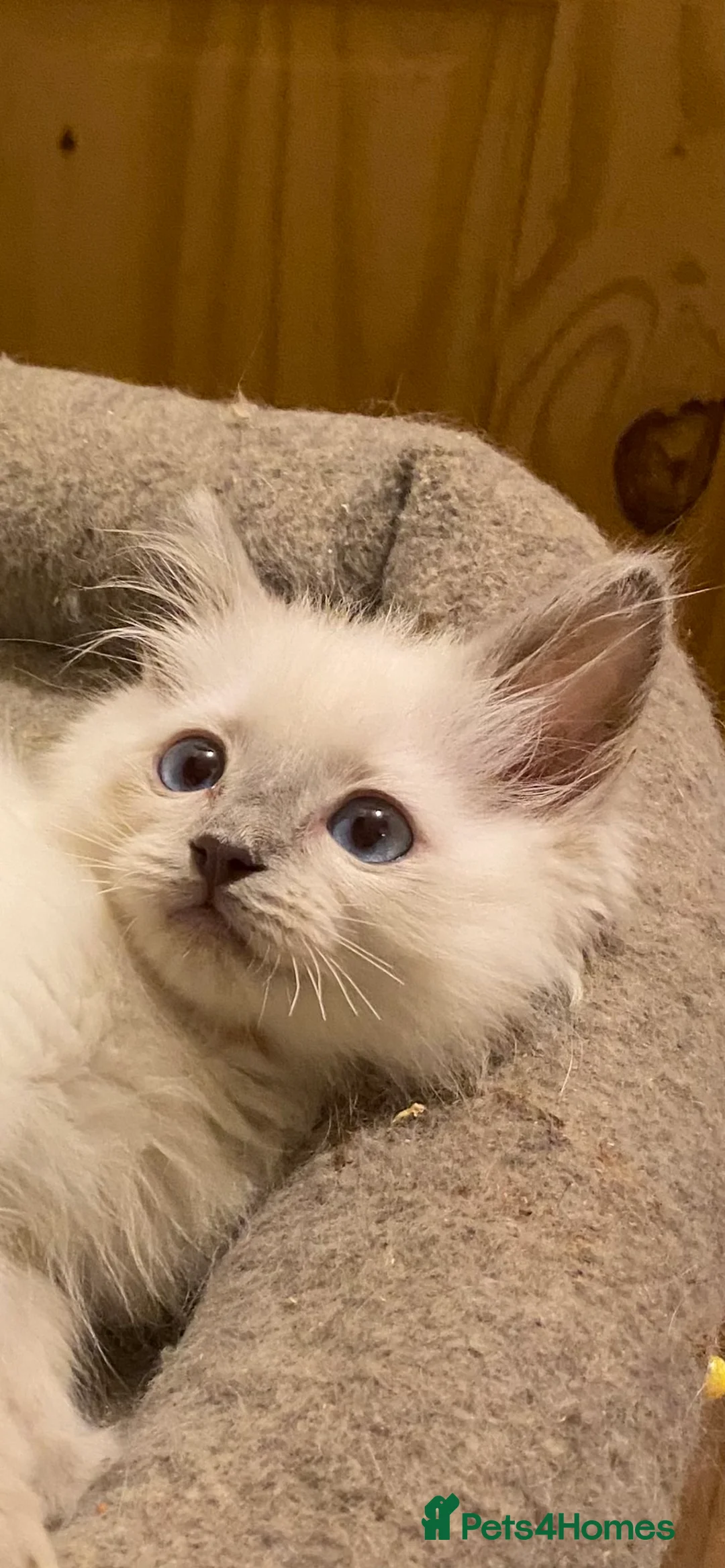 Ragdoll cats for stud: Active gccf stud chocolate carrier seal point  - Advert 10