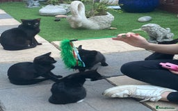 Mixed Breed cats for sale: Mixed breed kittens - Image 7