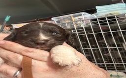 Sprocker dogs for sale: Beautiful surprise  - Image 3