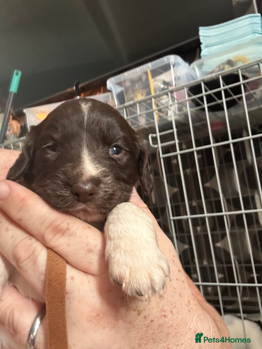Sprocker dogs for sale: Beautiful surprise  - Image 3
