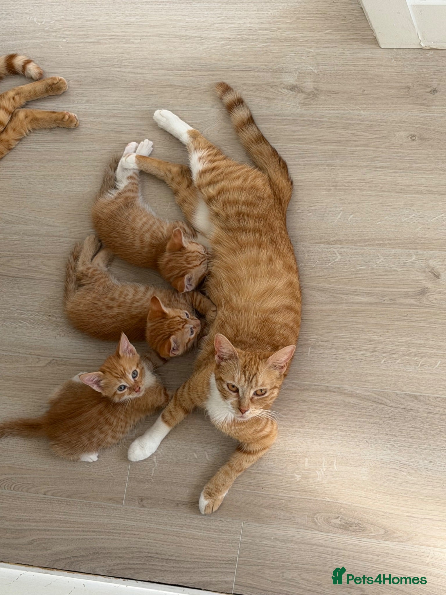 Domestic Shorthair cats Ginger Kittens - Advert 1