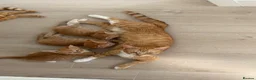 Domestic Shorthair cats for sale: Ginger Kittens - Advert 1