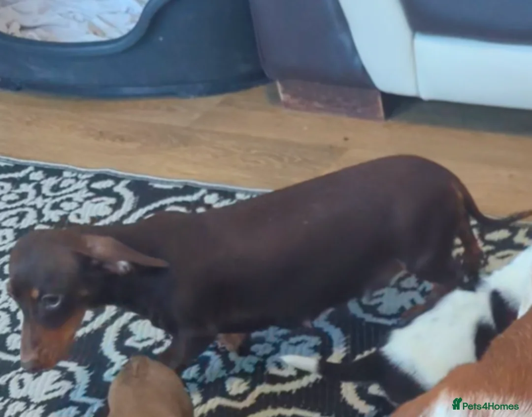 Miniature Dachshund dogs for sale: KC REGISTERED PRA CLEAR  - Advert 4