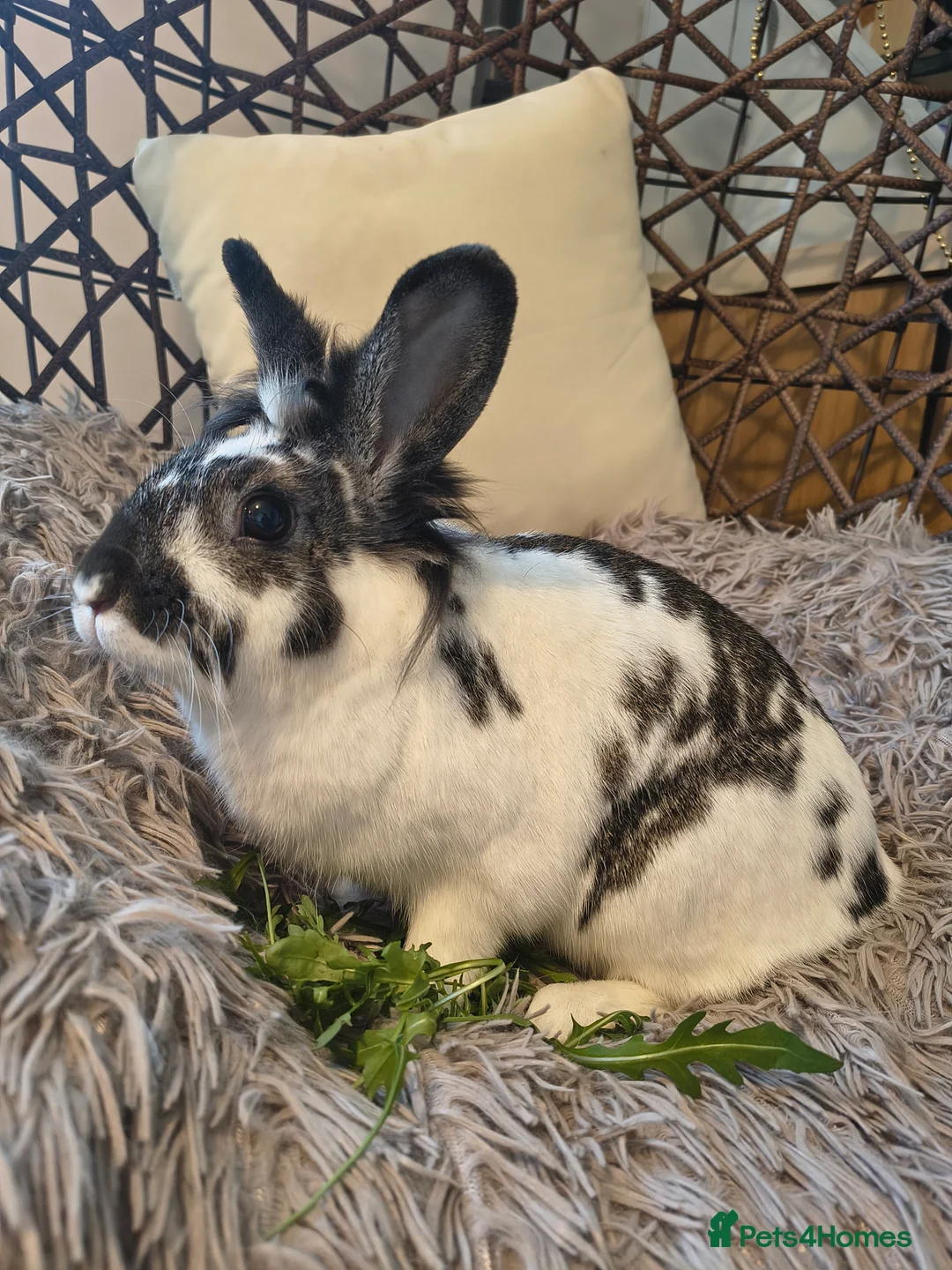 Angora rabbits for sale: We're looking for homes for Stefan and Hiti 🐇🐰💗 - Advert 4