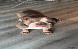 Mixed Breed dogs for sale: cano corso cross british bulldog  - Image 11