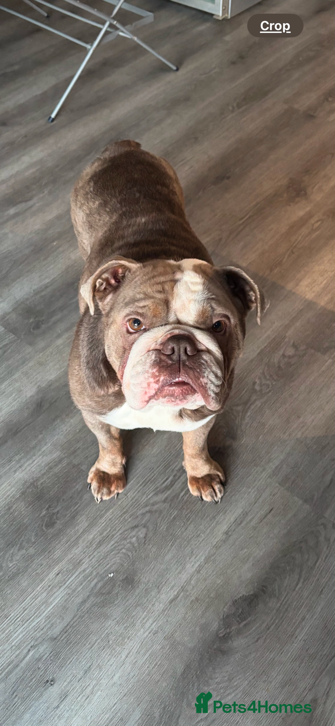 Mixed Breed dogs for sale: cano corso cross british bulldog  - Image 11