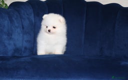 Pomeranian dogs for sale: READY NOW-REDUCED!! TRUE TEDDY BEAR POMERANIAN - Image 26