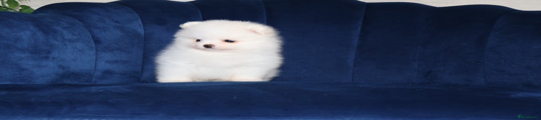 Pomeranian Puppy 3