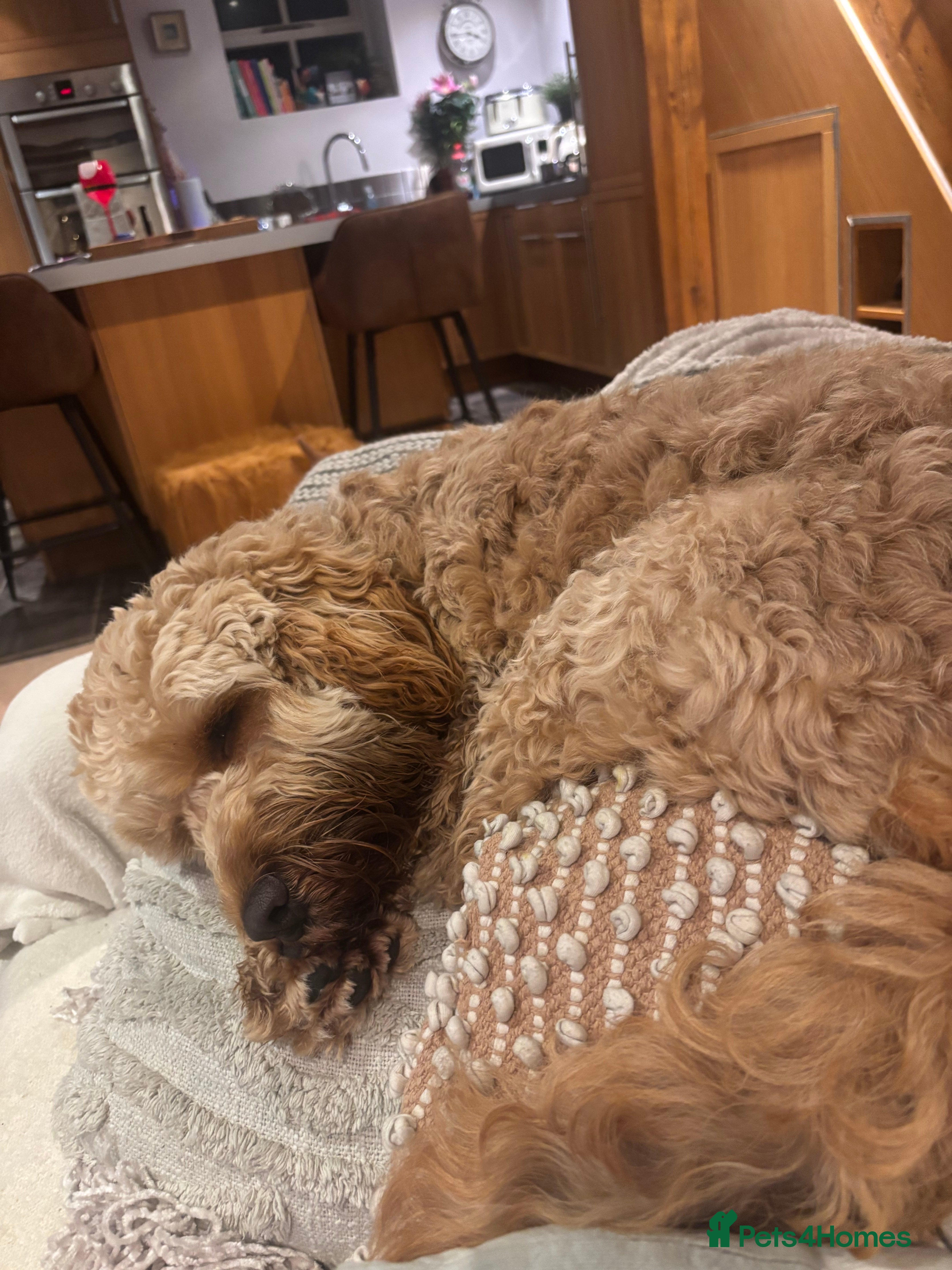 Cockapoo dogs F1 Cockapoo  - Advert 1