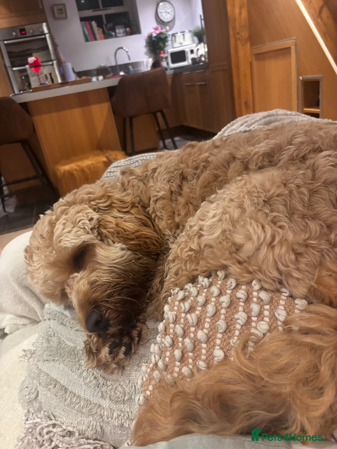 Cockapoo dogs for sale: F1 Cockapoo  - Advert 1