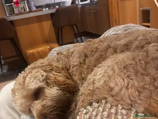 Cockapoo dogs F1 Cockapoo - Advert 1