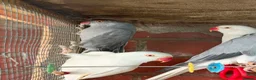 Mixed Breed birds for sale: Birds for sale *read description*  - Advert 3