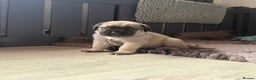 Mastiff dogs for sale: KC English mastiff Puppies  - Advert 6