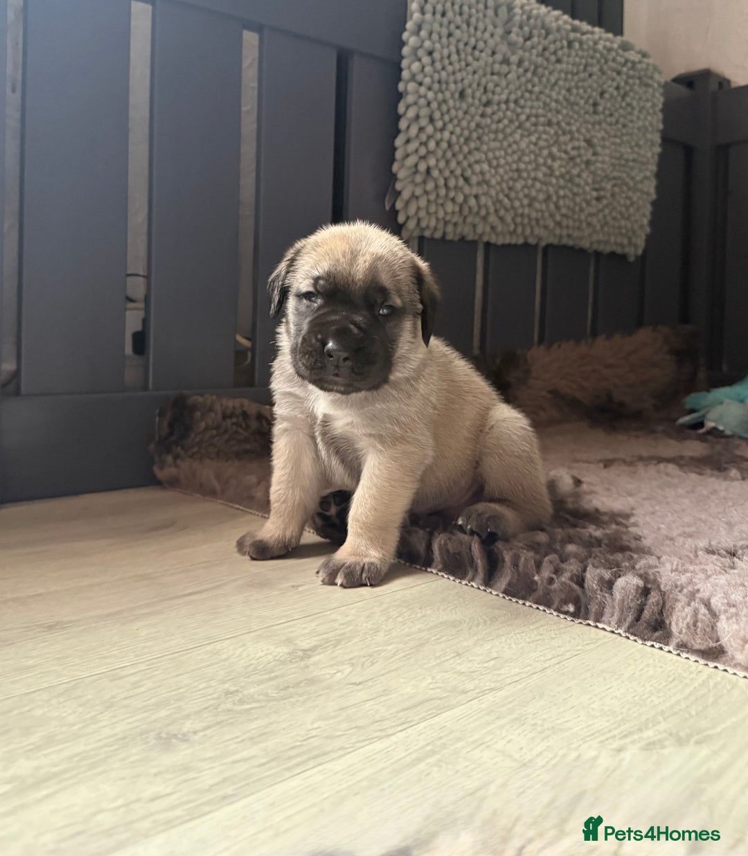 Mastiff dogs for sale: KC English mastiff Puppies  - Advert 6