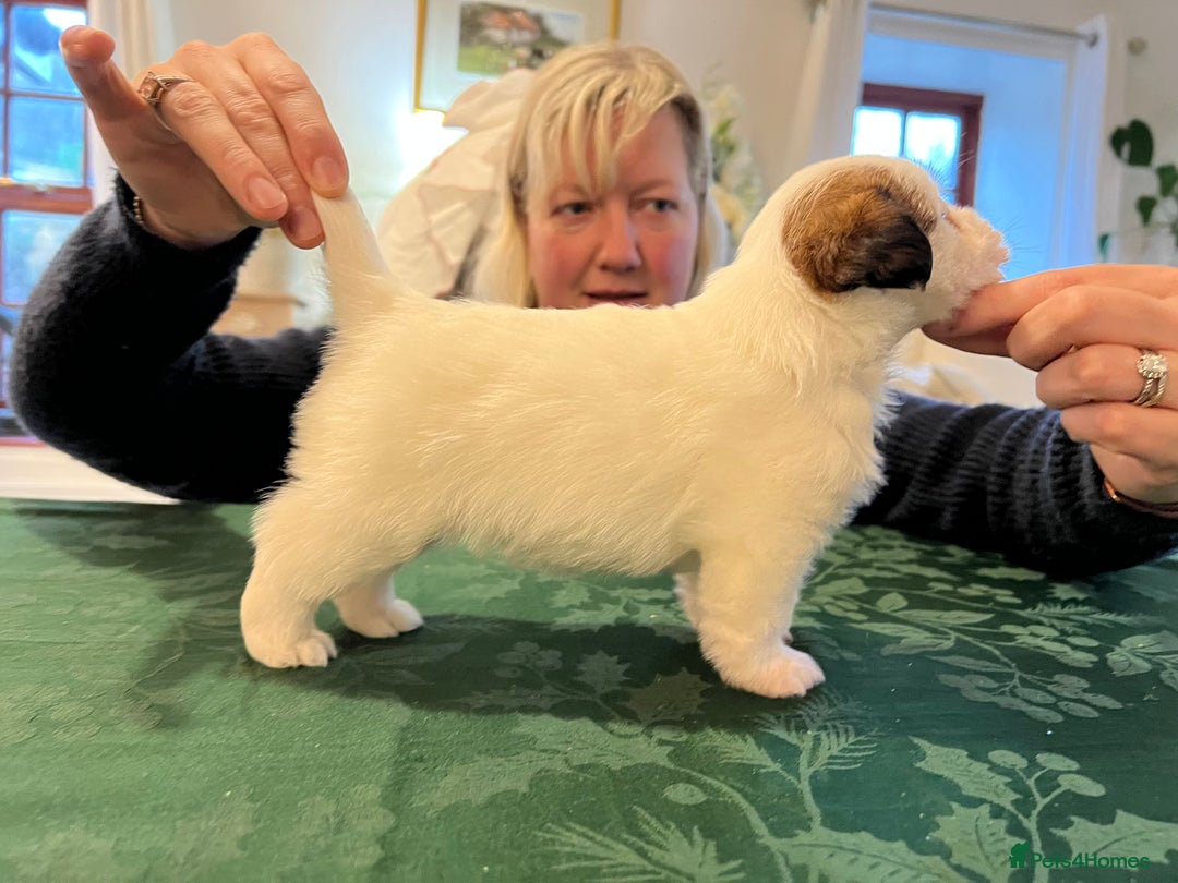 Jack Russell dogs for sale: KC registered rough coated JR pups - Advert 19