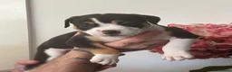 Mixed Breed dogs for sale: Beautiful litter  - Advert 11