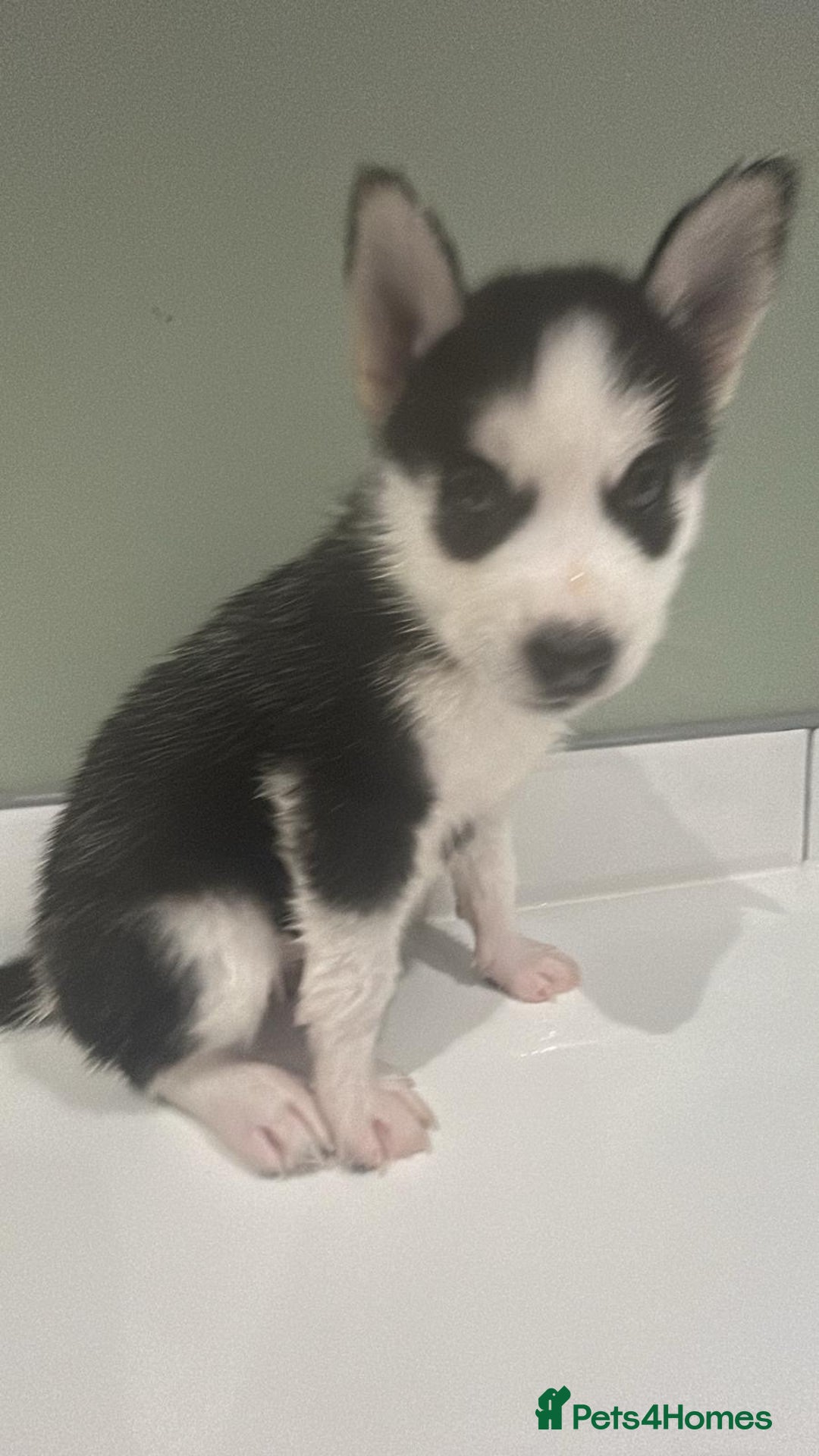 Siberian Husky dogs for sale: Siberian huskies 4 girls and 1 boy - Advert 7