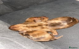 Dachshund dogs for sale: BEAUTIFULL DACHSHUND  - Advert 6