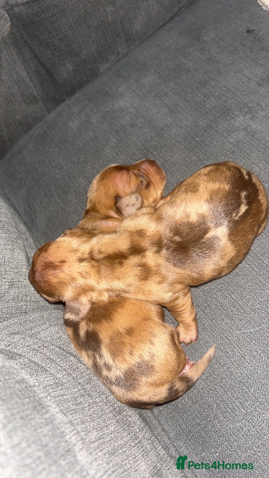 Dachshund dogs for sale: BEAUTIFULL DACHSHUND  - Advert 6