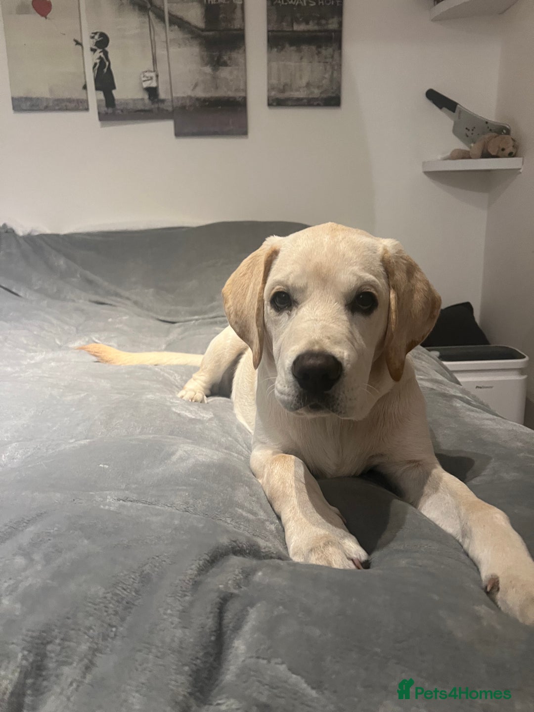 Labrador Retriever dogs for sale: Lucky - Image 2
