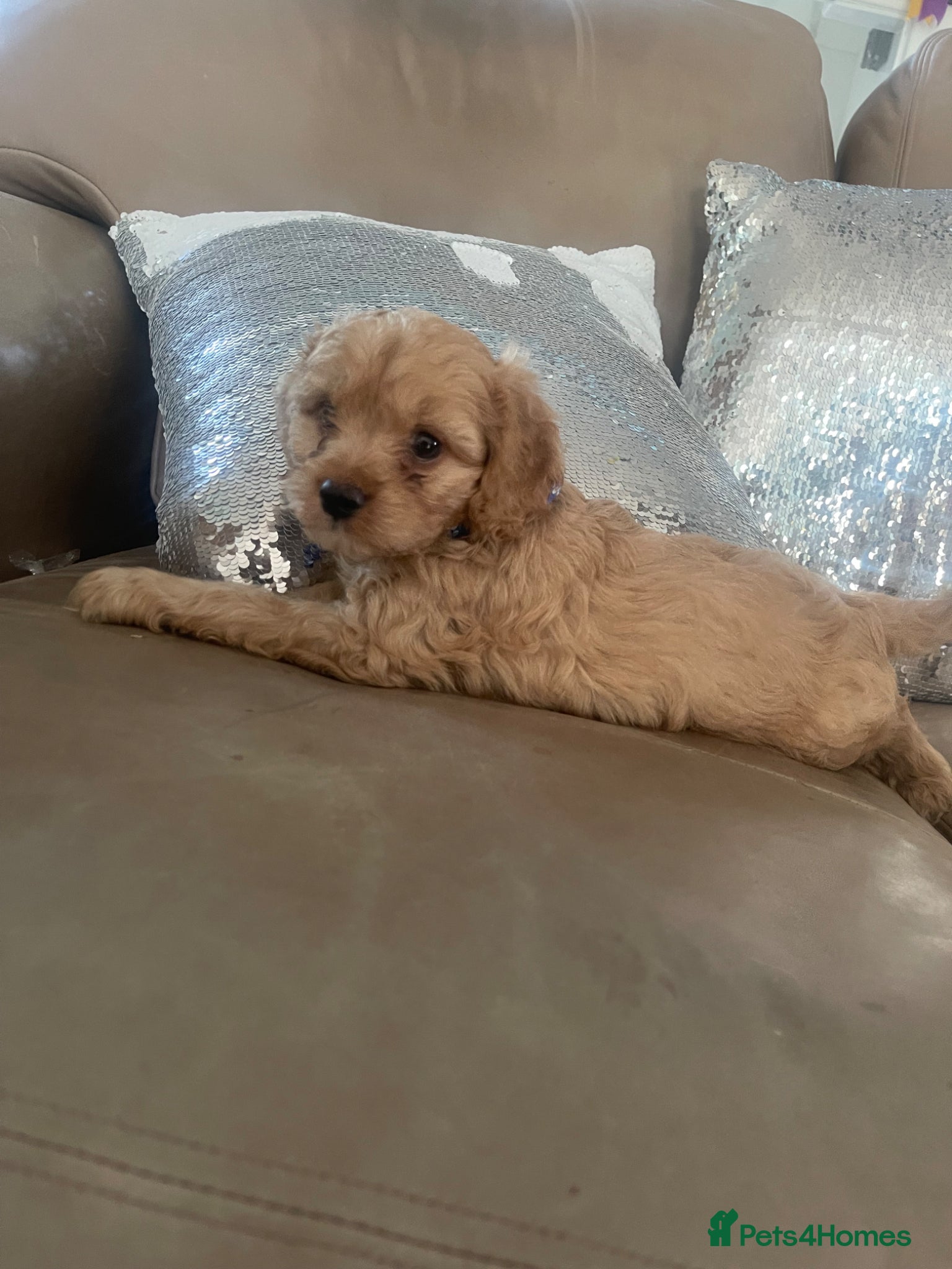 Cavapoo dogs Cavapoo puppies MALE stunning and cuddly  - Advert 2