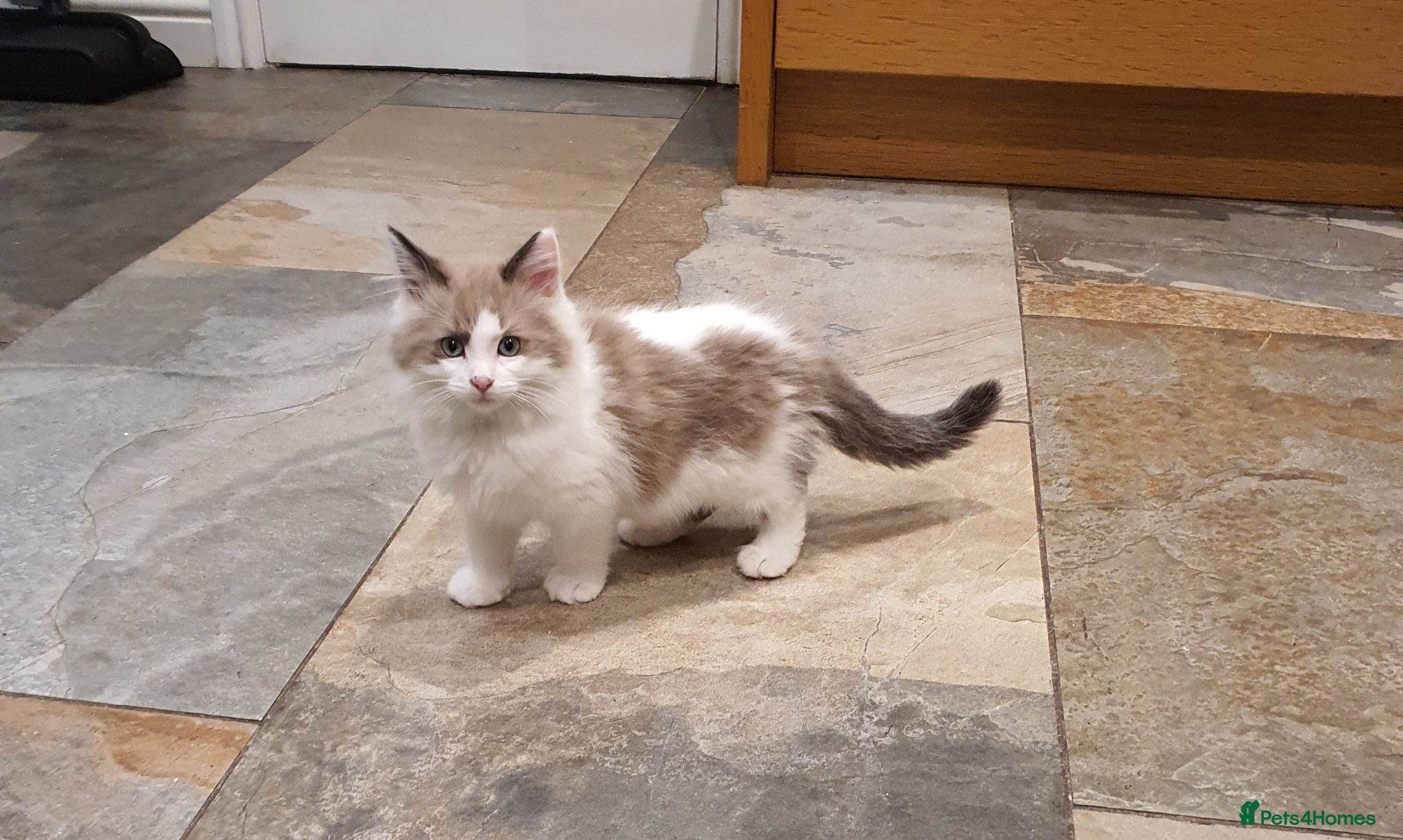 Ragdoll cats Beautiful GCCF Registered Ragdoll Kittens. - Advert 2