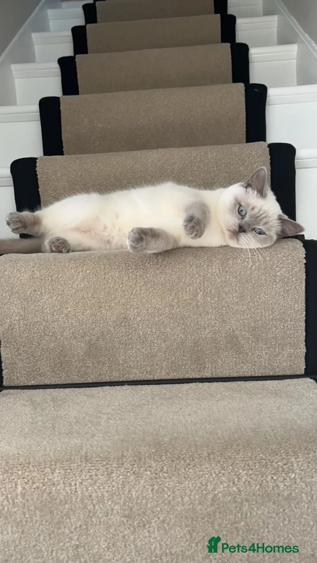 British Shorthair cats for sale: Snowbell - Advert 5
