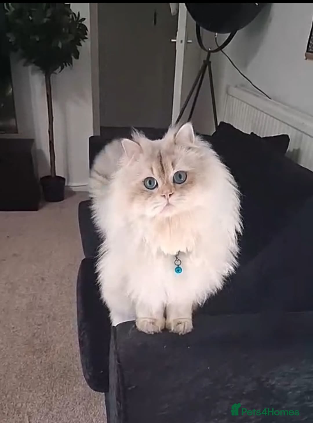 British Longhair cats Mr Leo - Advert 3