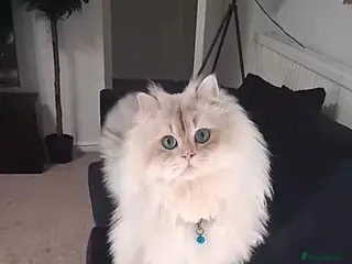 British Longhair cats Mr Leo - Advert 3