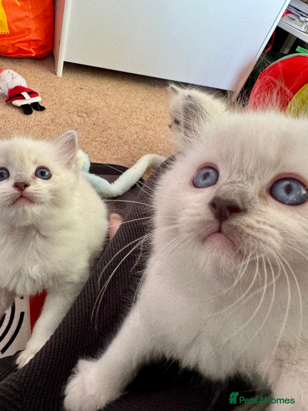 Ragdoll cats for sale: Beautiful Registered Ragdoll Kittens Available  - Advert 9